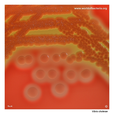 Smooth convex haemolytic Vibrio cholerae colonies with wrinkled confluent growth