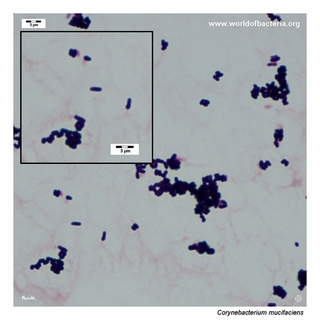 Gram stain microscopy of Corynebacterium mucifaciens showing gram-positive pleomorphic coryneform rods