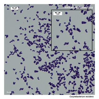 Gram stain microscopy of Corynebacterium resistens showing gram-positive pleomorphic coryneform rods