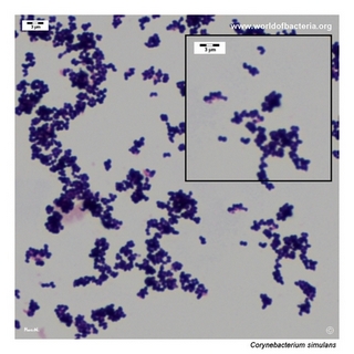 Gram stain microscopy of Corynebacterium simulans showing gram-positive pleomorphic coryneform rods