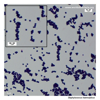 Gram stain microscopy of Staphylococcus haemolyticus showing gram-positive cocci in clusters