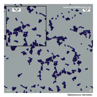 Gram stain microscopy of Staphylococcus intermedius showing gram-positive cocci in clusters