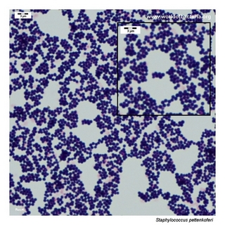 Gram stain microscopy of Staphylococcus pettenkoferi showing gram-positive cocci in clusters