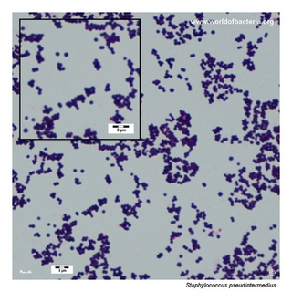 Gram stain microscopy of Staphylococcus pseudintermedius showing gram-positive cocci in clusters
