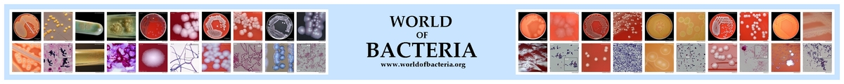 World of Bacteria header image